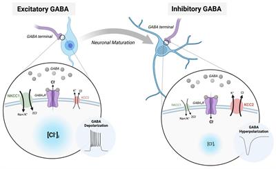 A paradoxical switch: the implications of excitatory GABAergic signaling in neurological disorders